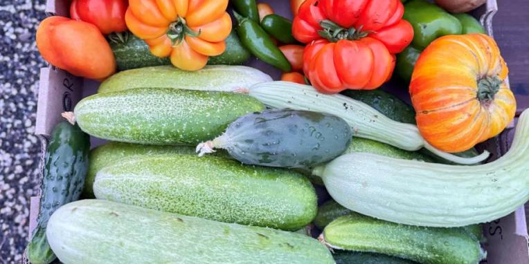 Summer Harvest 2025