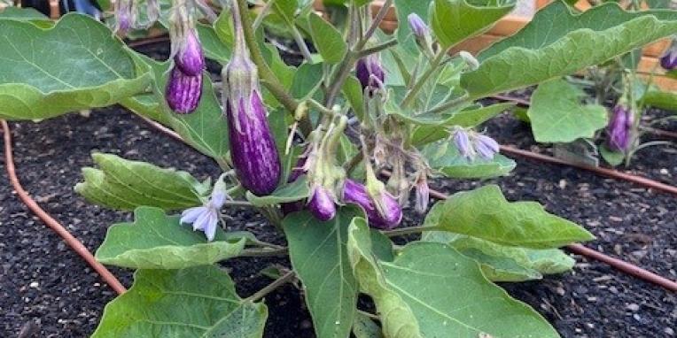 eggplant