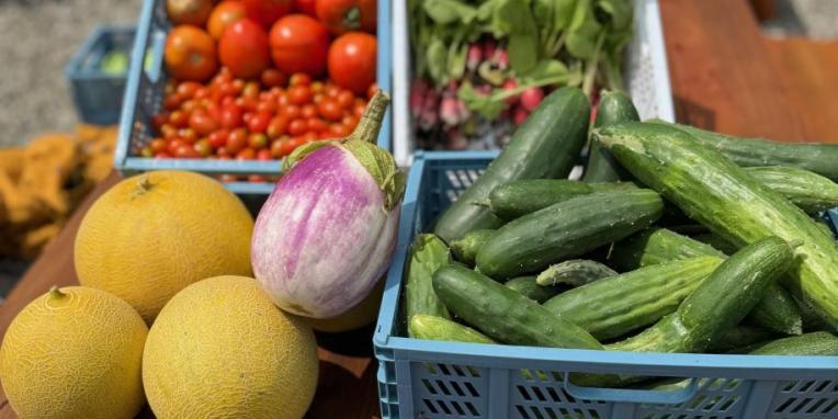 Harvest with Melons