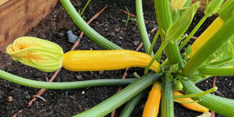 Squash