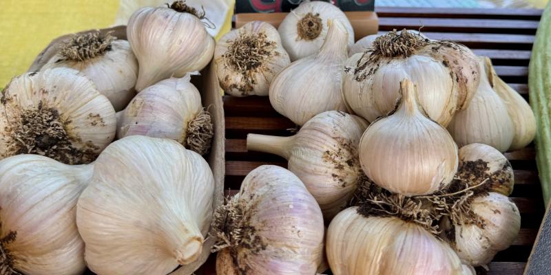 Farm Stand Garlic Farm Stand Garlic